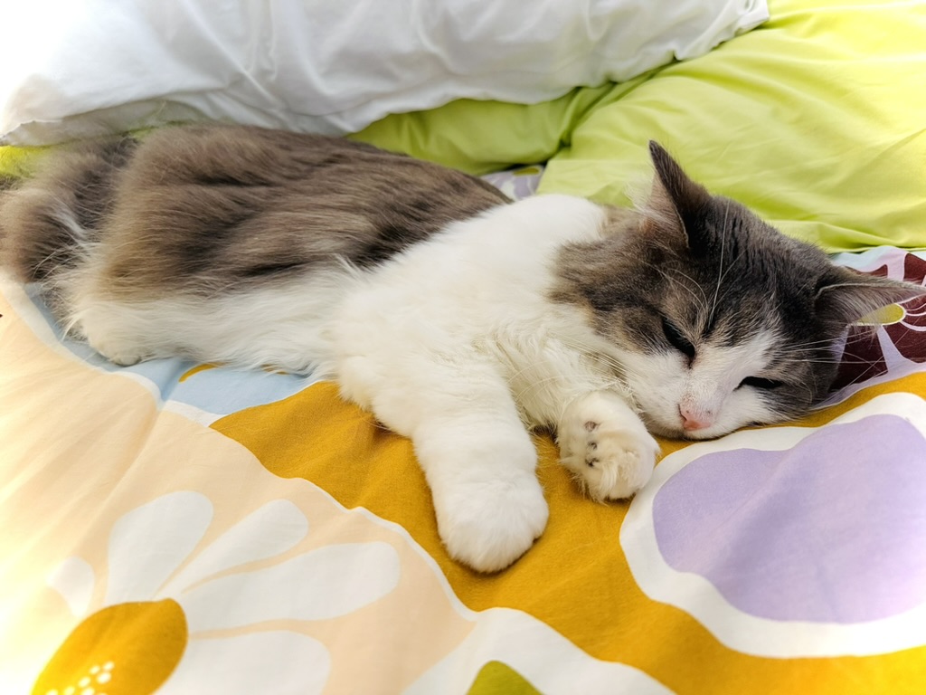 The proprietor's cat asleep on a floral duvet.